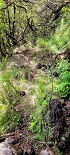 Plants: image 80 Of 208 Thumb